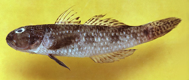 Acentrogobius caninus (Valenciennes, 1837)